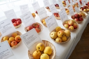 CiderWorld-Spezial – Der Palmengarten & der Apfelbaumhain mit Christian Setzepfandt