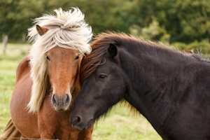Wanderung mit Islandponys – Unerschrocken, mutig & trittsicher