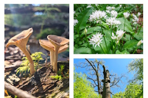 Naturspaziergang zum Feierabend - Kräuter- & Pilzführung in Frankfurter Biotopen