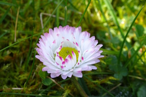 Märchenhafter Kräuterspaziergang – Wildpflanzen am Wegesrand erzählen Geschichten