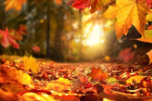 Herbst-Touren
